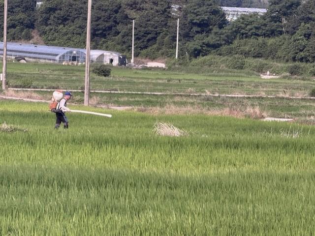 -강진군의 한 농업인이 벼 이삭거름을 살포하고 있다. (사진 = 강진군)