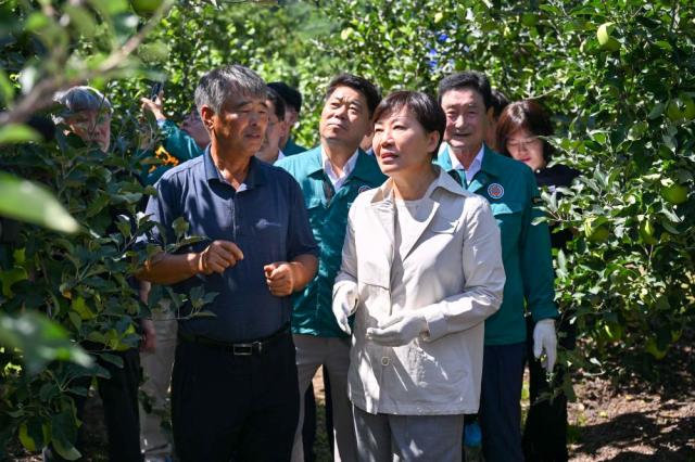 -송미령 농림축산식품부 장관 영주시 여름사과 생육현황 및 산지유통 현장점검, 생산부터 유통까지 여름사과 현장을 살피다. (사진 = 영주시)