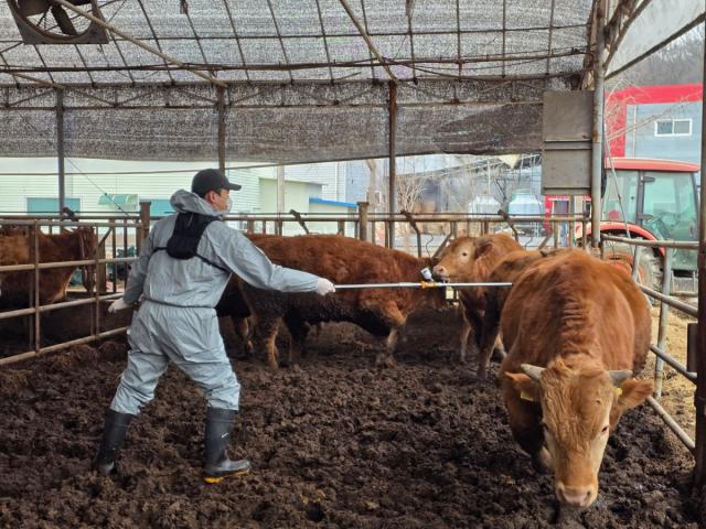 용인특례시는 9월 1일부터 30일까지 구제역 예방백신 일제접종을 한다. (사진 = 용인특례시)